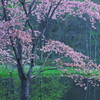 高原の桜
