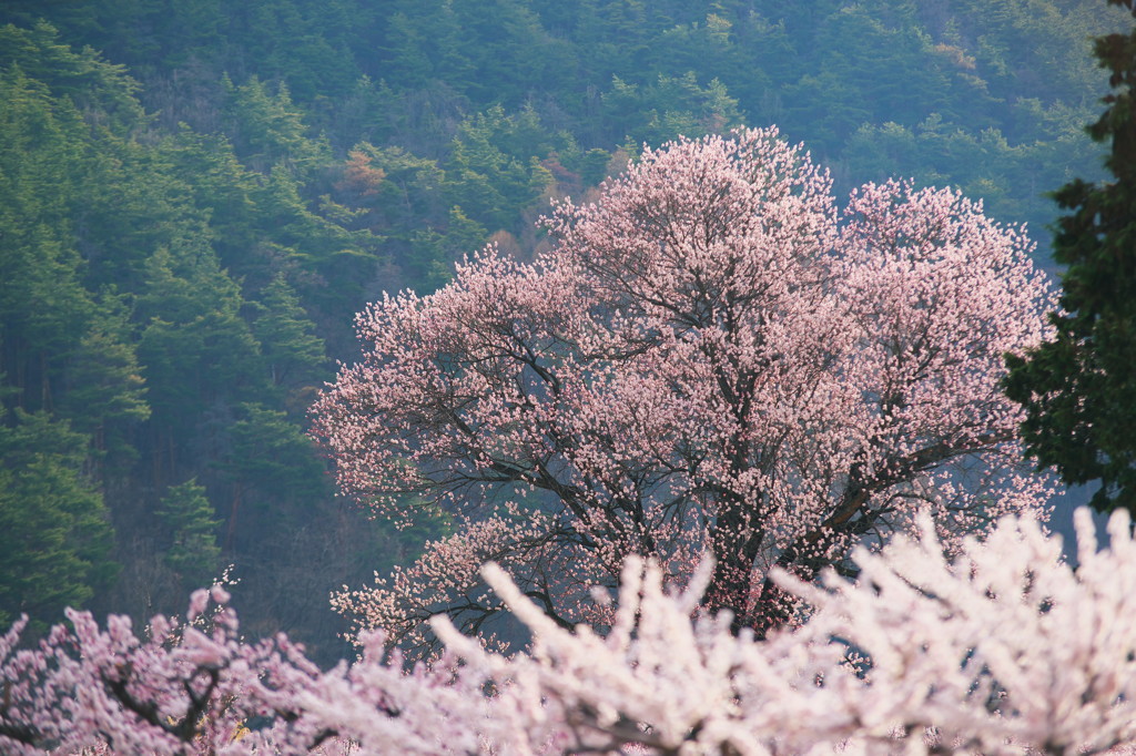 あんずの大木