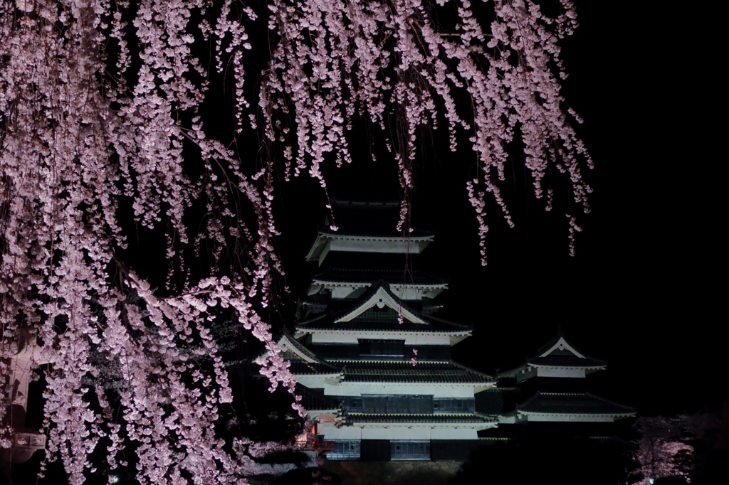 夜美桜