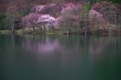 湖畔の桜