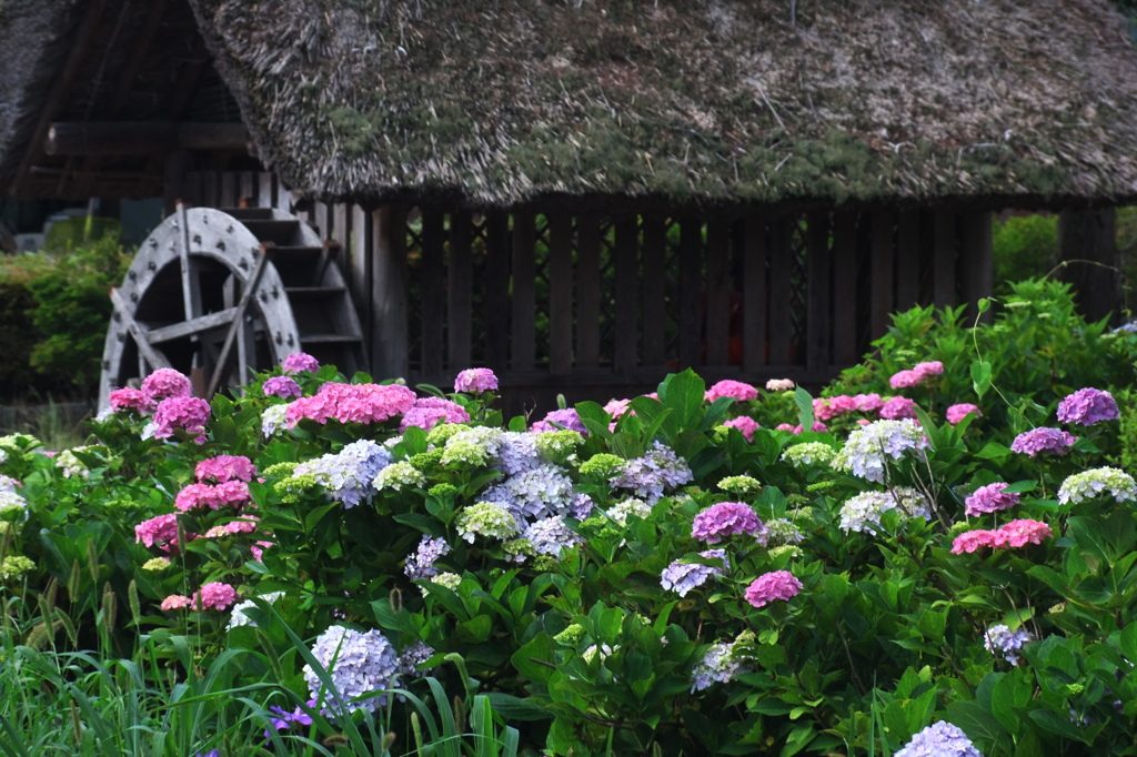 紫陽花と水車小屋