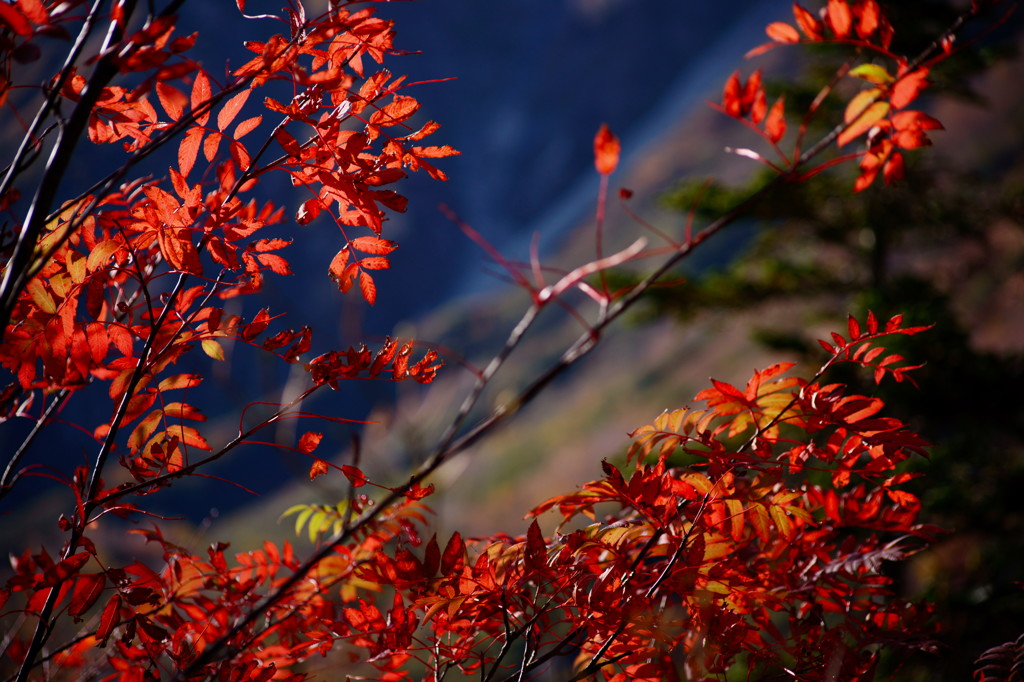 ナナカマドの紅葉