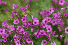 小さな花達