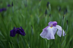 咲き始めの花菖蒲