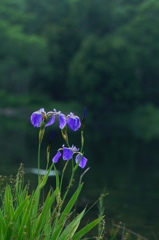 シガアヤメ(縦)