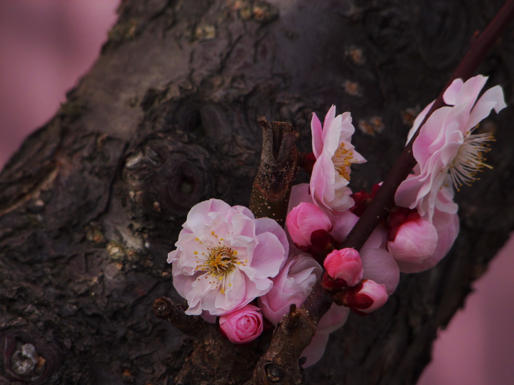 根性梅花