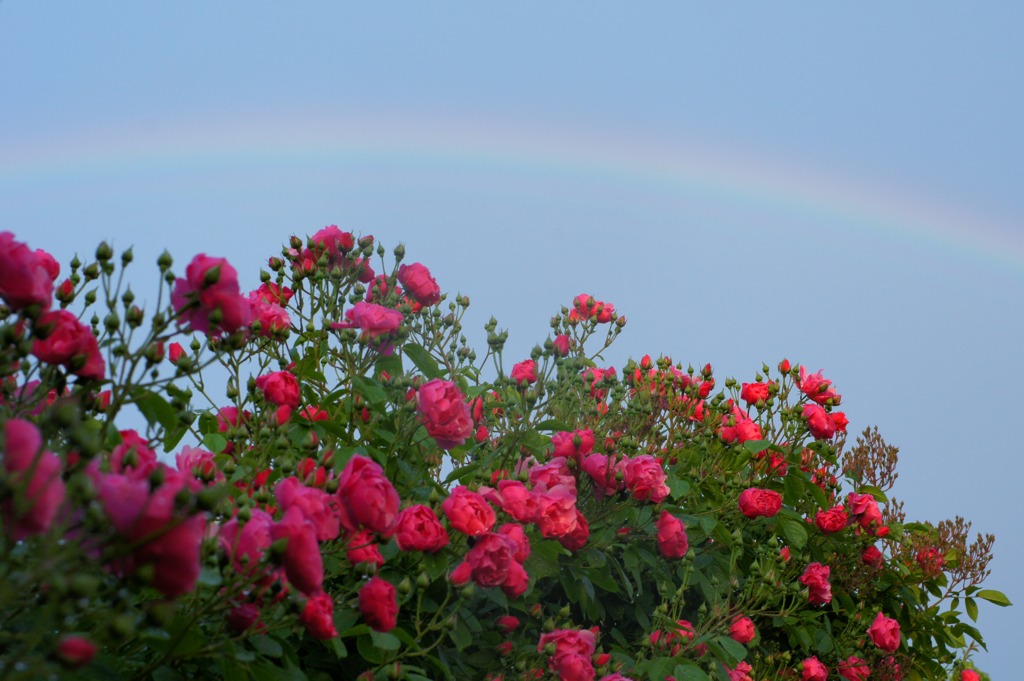 虹とバラ２