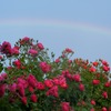 虹とバラ２