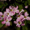 庭のハナミズキ　薄紅色の～♪