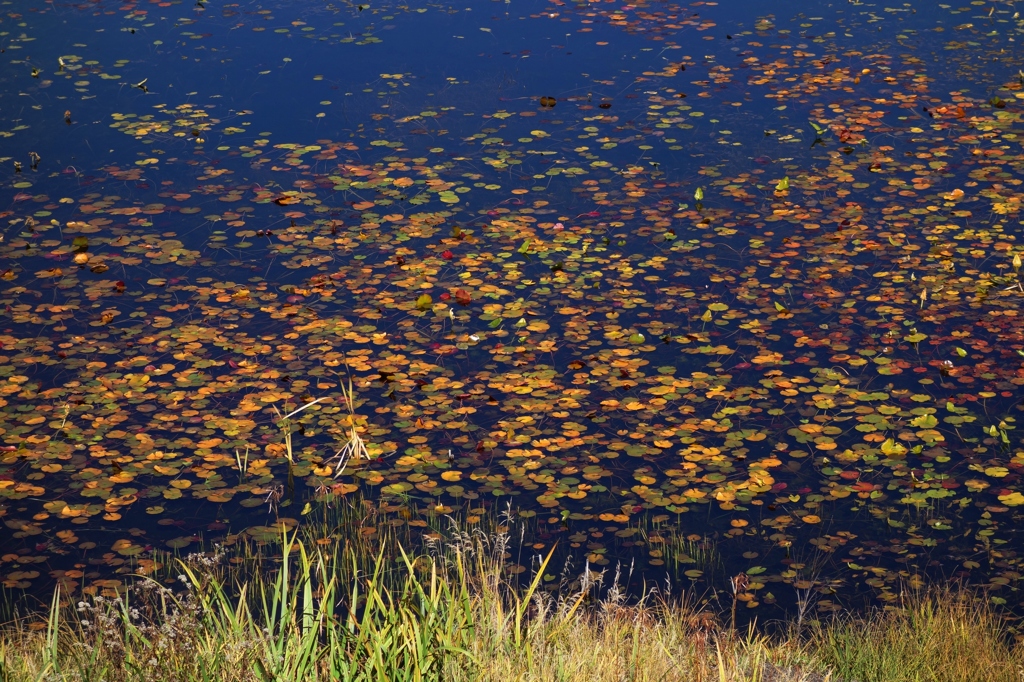 蓮池の湖面