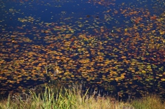 蓮池の湖面