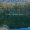 湖畔の林