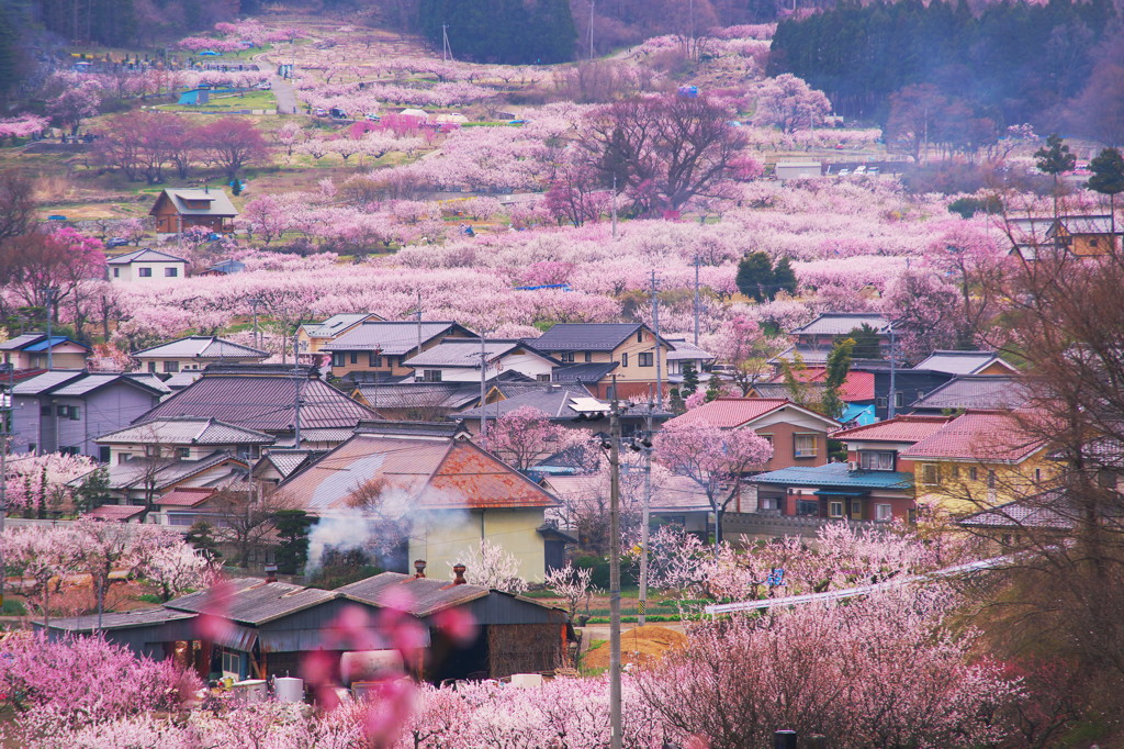 あんずの里