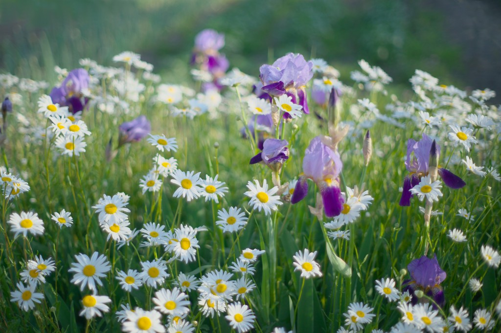 朝のお花畑