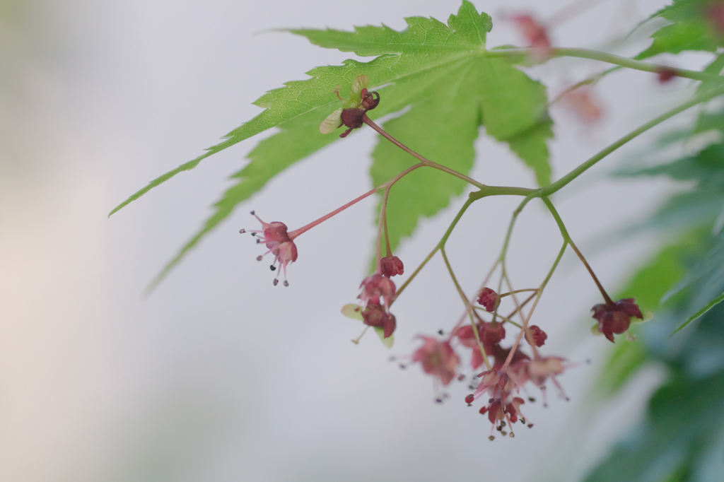 もみじの花アップ