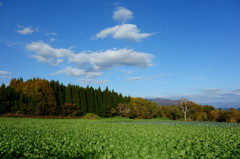 高原の野菜畑