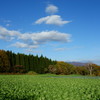 高原の野菜畑