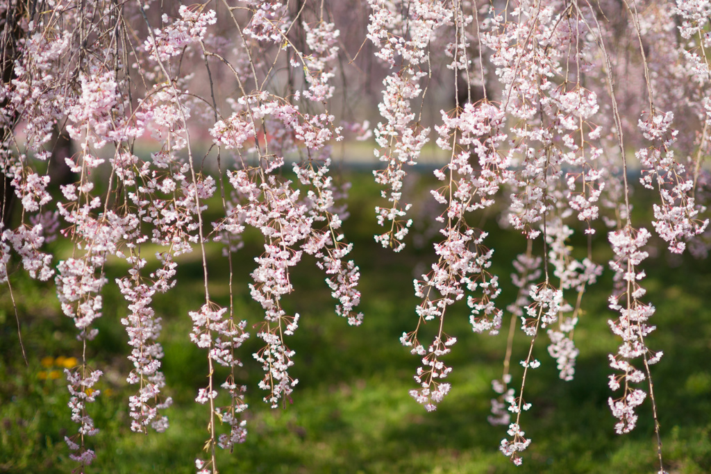 ナイヤガラのような桜