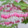 春色の行列