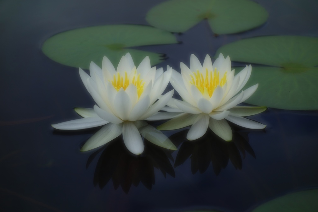 睡蓮