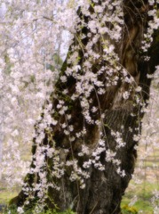 老木の桜