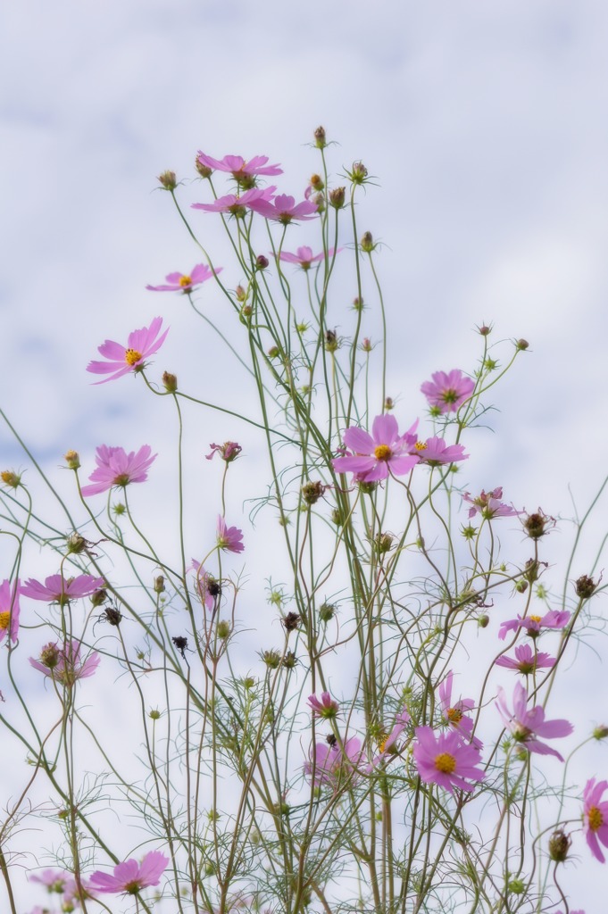 秋空と秋桜