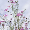 秋空と秋桜