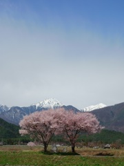 常念岳と桜
