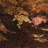 下枝の陽光