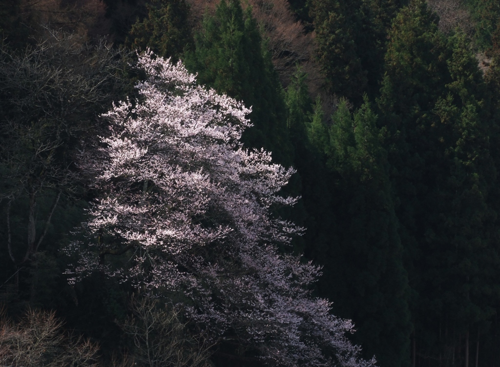 山桜