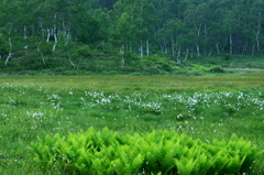 田の原湿原