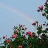 虹とバラ３