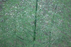 梅雨時のツリー