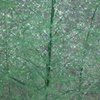梅雨時のツリー