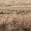 野原の輝き