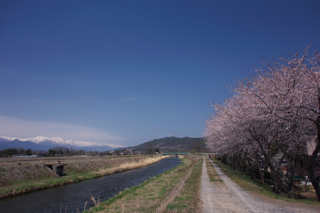 春の堰