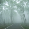 霧の林道