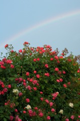 虹とバラ