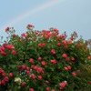 虹とバラ