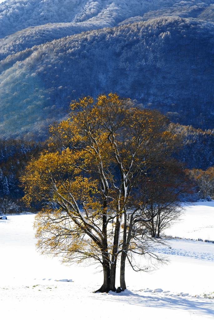 紅葉と雪景色