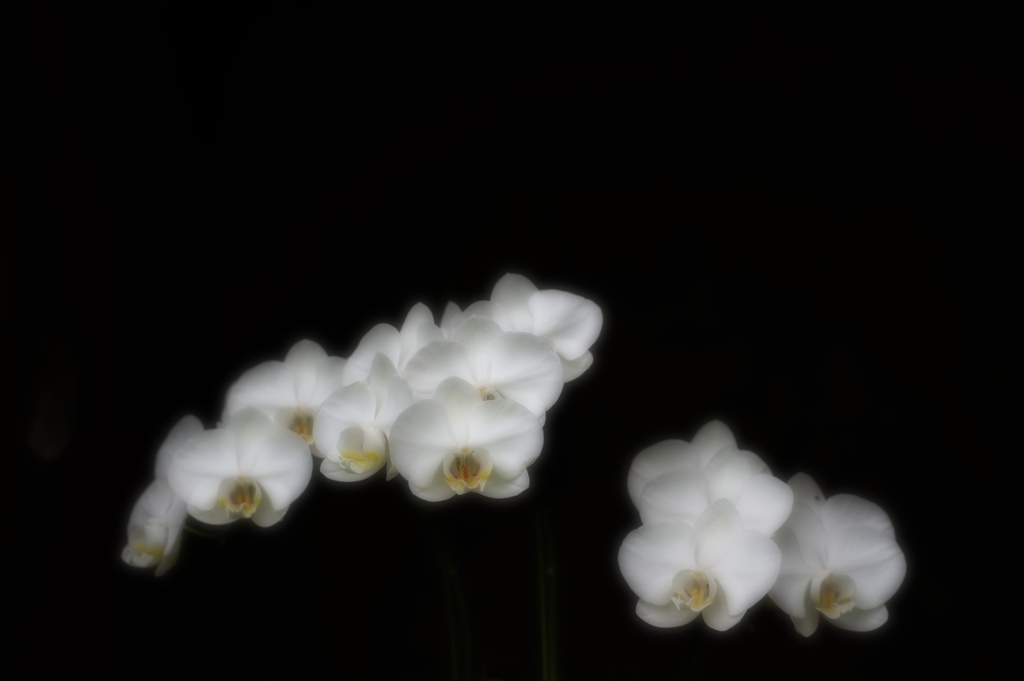 白い蘭