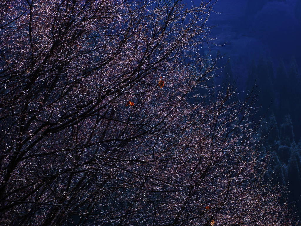 雨上がりの夜明け