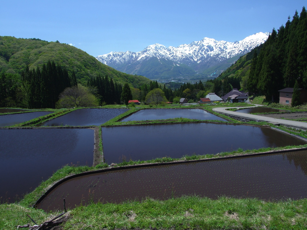 青鬼の田んぼ