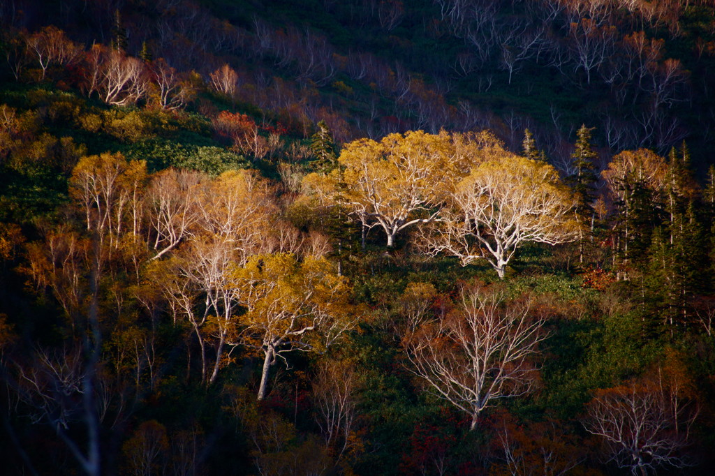 夕陽の照明