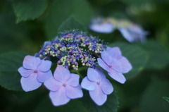 薄青紫の紫陽花