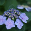 薄青紫の紫陽花