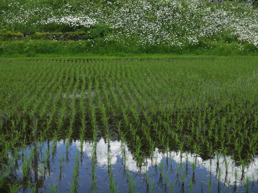 田んぼの白い花