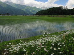 白馬周辺の風景