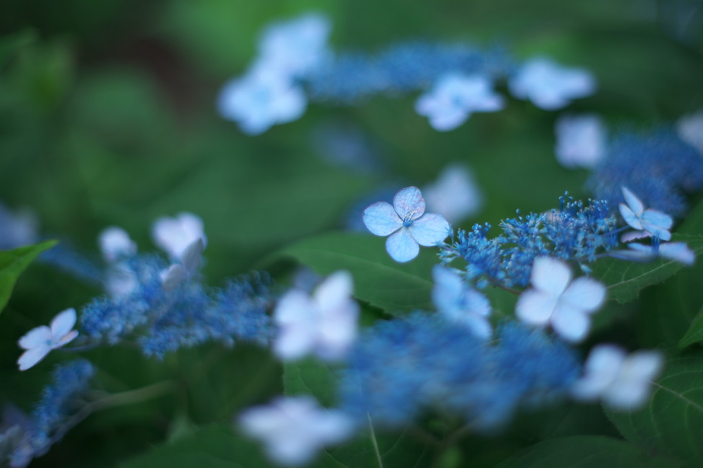 水色の紫陽花