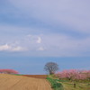 桃色の丘